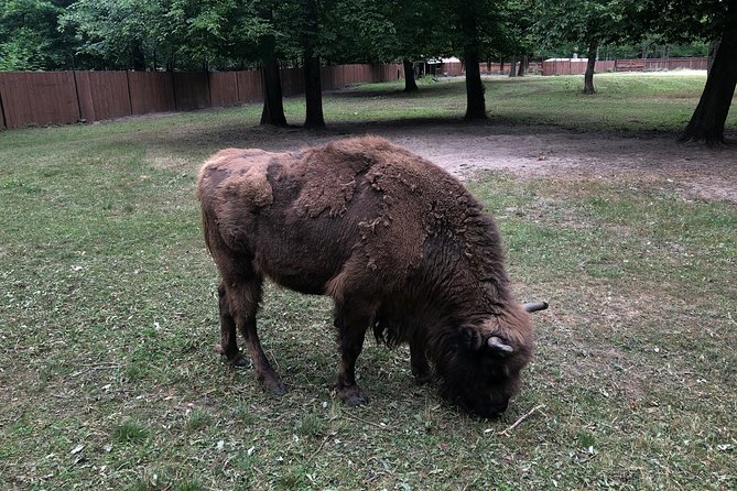 Białowieża Forest Unesco World Heritage Tour Packages (Native English Speaker) - Timing, Weather, and Booking Care