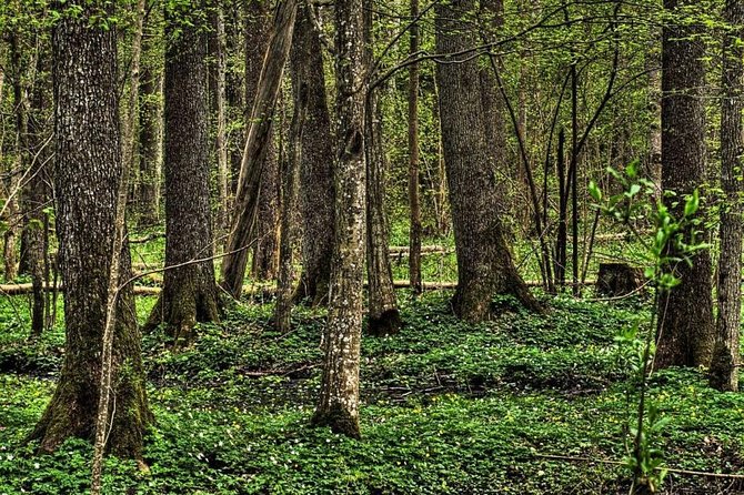 Bialowieza National Park Small Group Tour from Warsaw with Lunch included - Why Bialowieza is worth a very long day from Warsaw