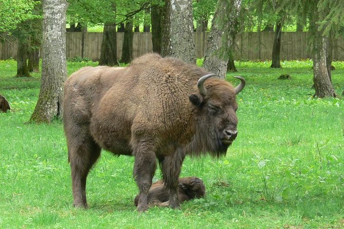 Bialowieza National Park Small Group Tour from Warsaw with Lunch included - The three-hour walk through the Strict Protection Reserve
