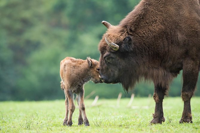 Bialowieza National Park Small Group Tour from Warsaw with Lunch included - Is the $386.89 price good value?