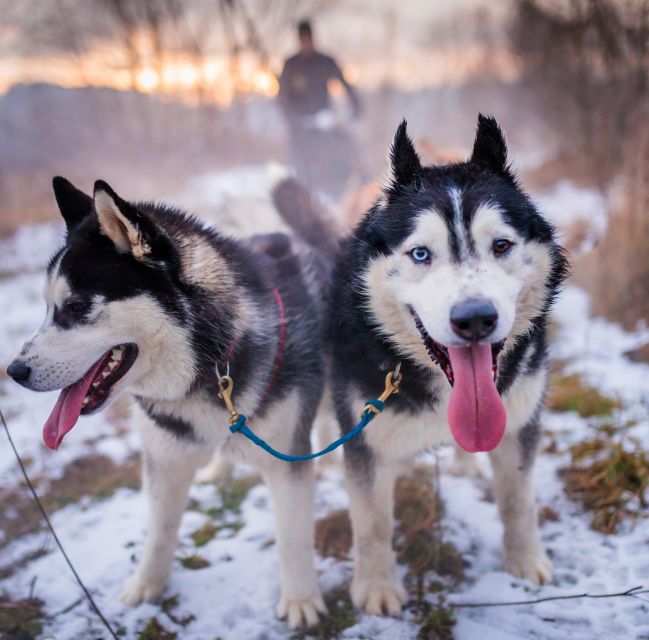 From Krakow: Dogsled Ride in Tatra Mountain - Key points at a glance
