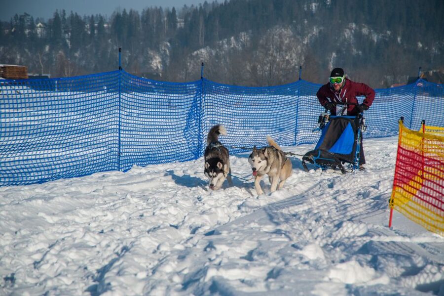 From Krakow: Dogsled Ride in Tatra Mountain - Should you book this husky ride from Krakow?