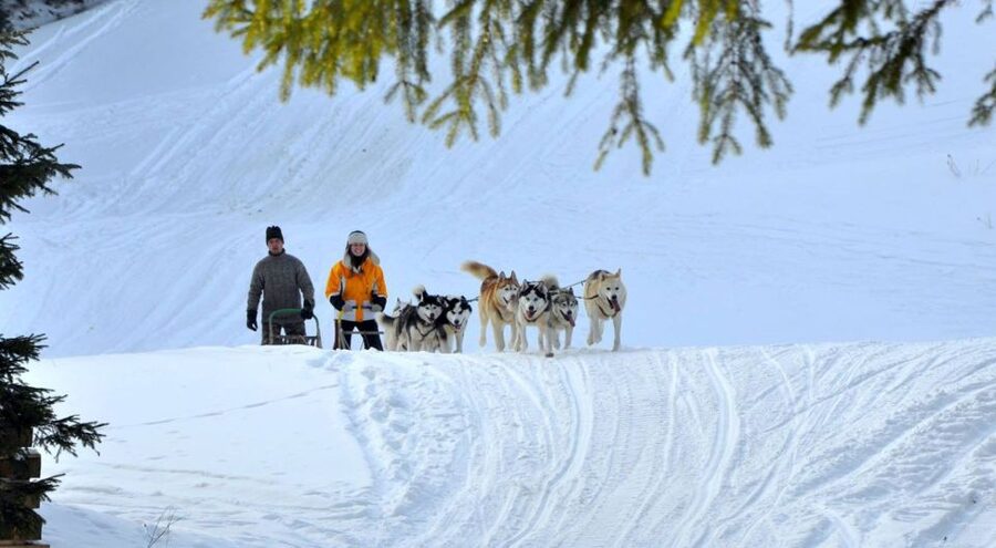 From Krakow: Dogsled Ride in Tatra Mountain - From Krakow to the Tatra Mountains