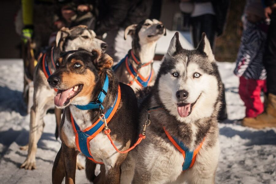 From Krakow: Dogsled Ride in Tatra Mountain - The 2-kilometer run through Chocholowska Valley