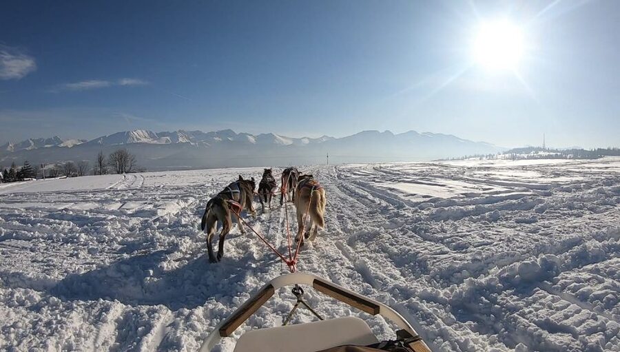 From Krakow: Dogsled Ride in Tatra Mountain - What the $391 price really buys