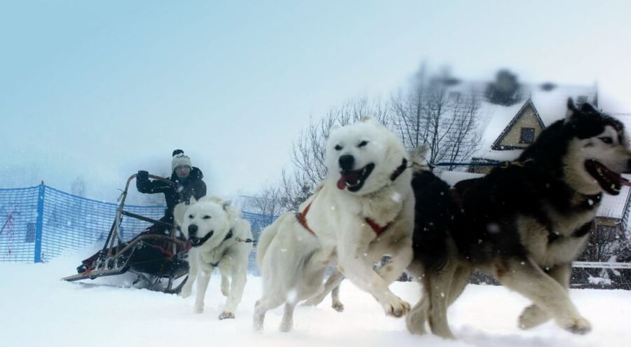 From Krakow: Dogsled Ride in Tatra Mountain - Timing can make or break the day