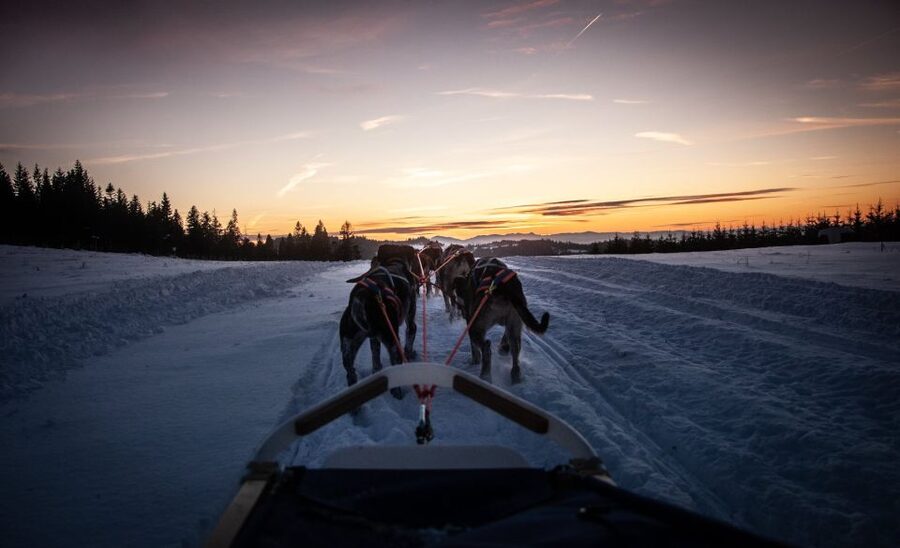 From Krakow: Dogsled Ride in Tatra Mountain - How the guides and staff affect the experience