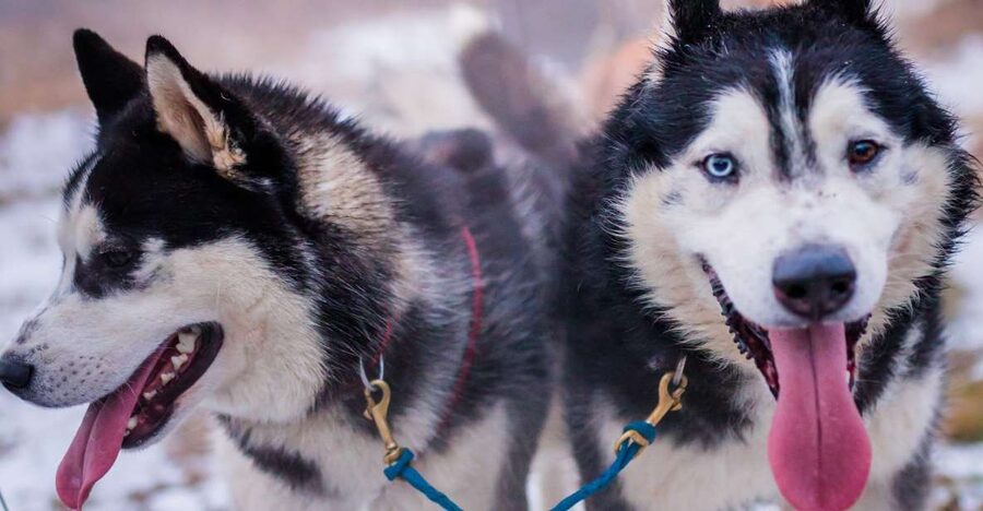 From Krakow: Dogsled Ride in Tatra Mountain - Meeting the huskies before the ride