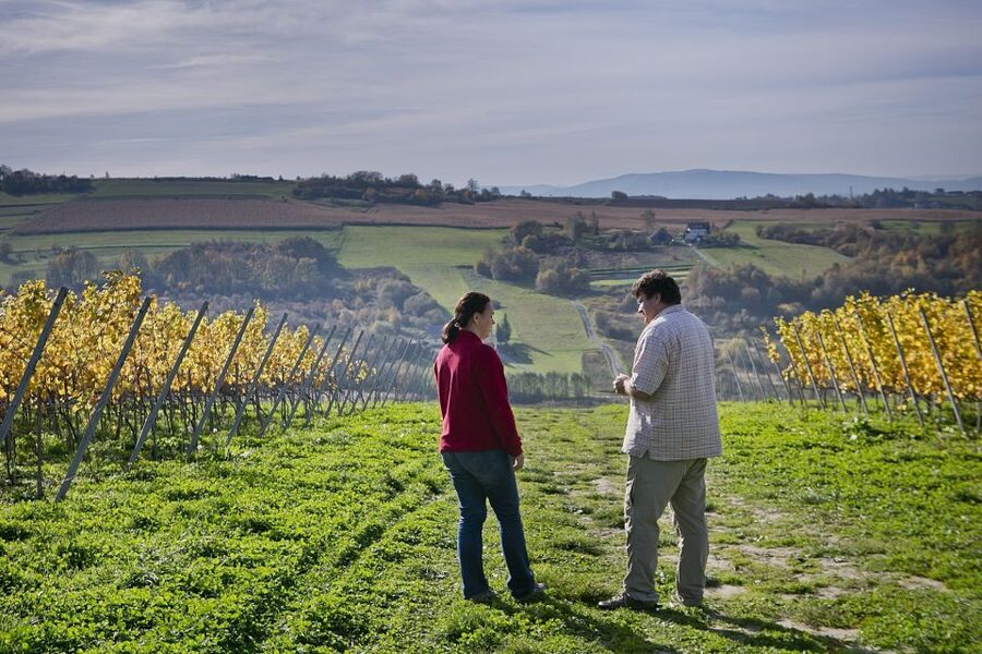 From Krakow: Wine Tasting at Vineyard - What the mixed feedback means for your decision