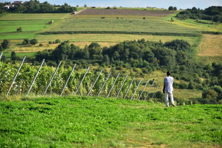 From Krakow: Wine Tasting at Vineyard - Four wines or ciders in the tasting