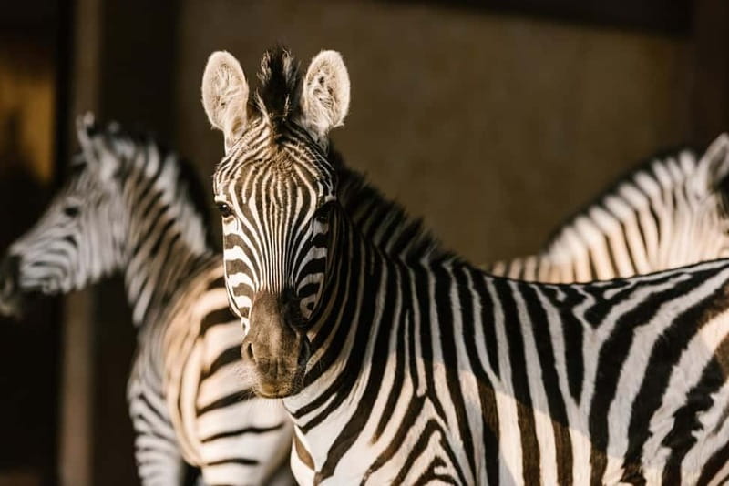 From Krakow: Zoo Trip with Private Luxury Transfer - A city zoo with a forest beyond the gates