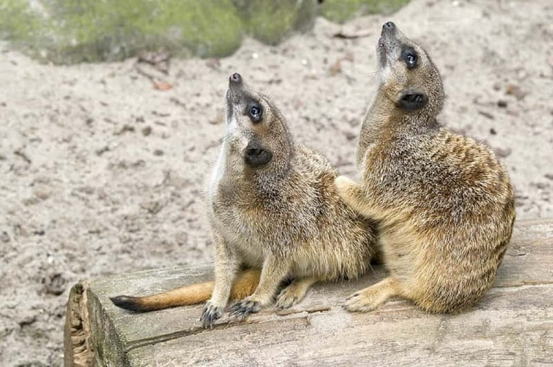 From Krakow: Zoo Trip with Private Luxury Transfer - Entering the zoo and choosing your own pace