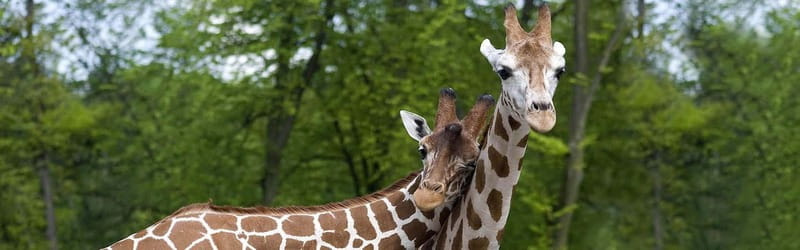 From Krakow: Zoo Trip with Private Luxury Transfer - The animals you may see