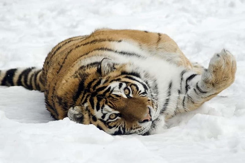 From Krakow: Zoo Trip with Private Luxury Transfer - How long the visit really takes