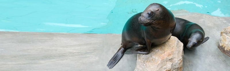 From Krakow: Zoo Trip with Private Luxury Transfer - Who gets the best value from $102