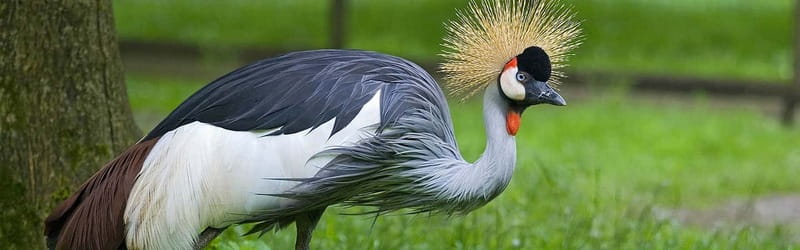 From Krakow: Zoo Trip with Private Luxury Transfer - Should you book the Krakow Zoo transfer?