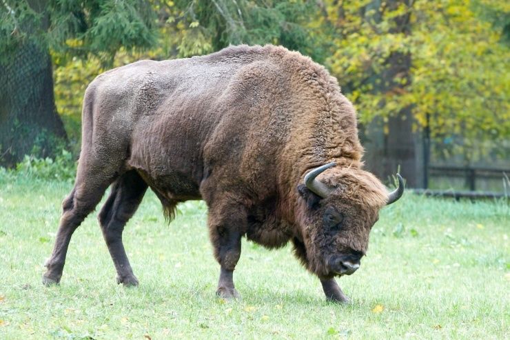 From Warsaw: Small-Group Tour to Bialowieza National Park - Why Białowieża is worth the long day from Warsaw