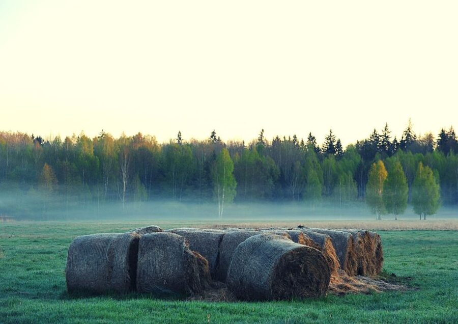 From Warsaw: Small-Group Tour to Bialowieza National Park - What the $399 price covers