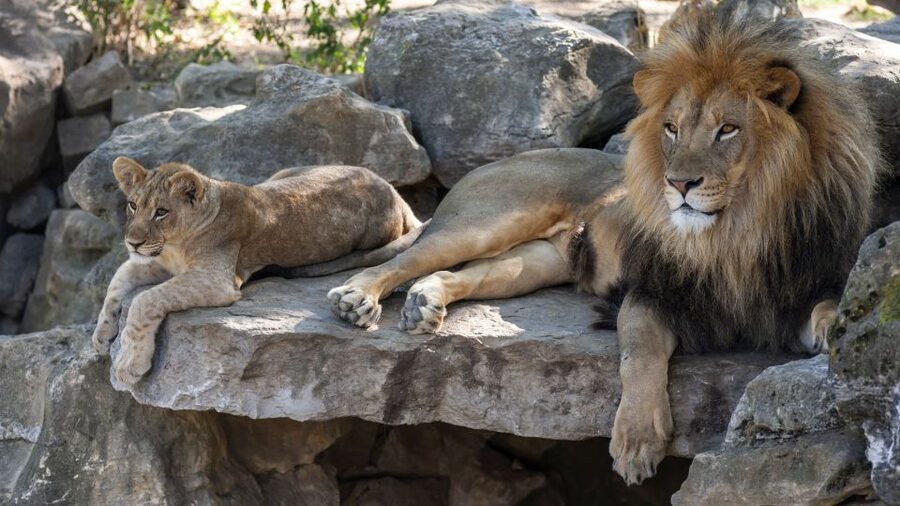 Gdansk: Oliwa Zoo with Tickets and Roundtrip Transportation - Key points to know before booking