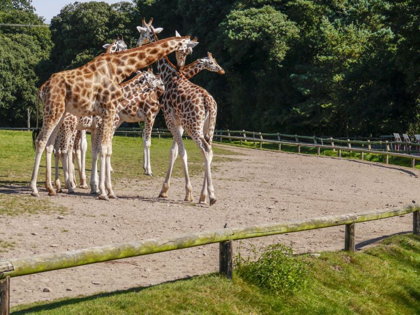 Gdansk: Oliwa Zoo with Tickets and Roundtrip Transportation - Skip the line and save your energy