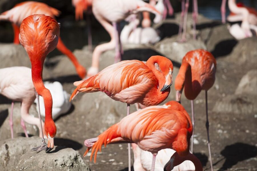 Gdansk: Oliwa Zoo with Tickets and Roundtrip Transportation - Booking details worth keeping in mind