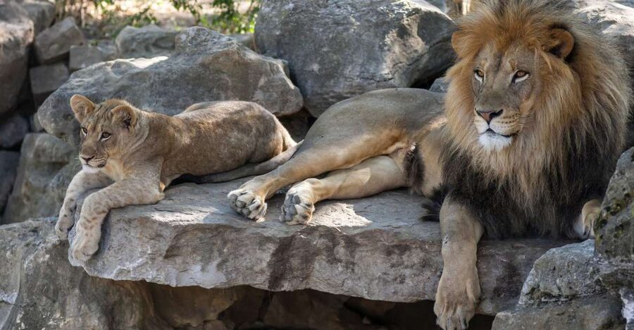 Gdansk: Oliwa Zoo with Tickets and Roundtrip Transportation - The private pickup makes the morning easy