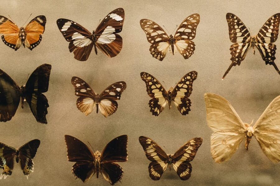 Krakow: 4 Mazes and Living Butterfly Museum Entry Ticket - Who will enjoy this most?