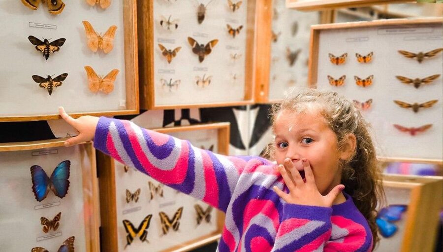 Krakow: Living Butterflies Museum ''House Of Attractions'' - Should you book the Living Butterflies Museum?