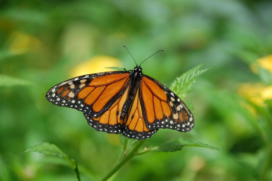 Krakow: Museum of Living Butterflies 2+1 - Key points at a glance