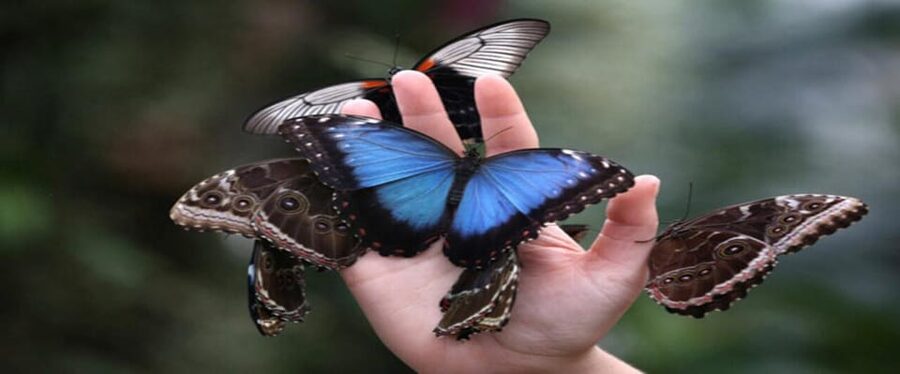 Krakow: Museum of Living Butterflies 2+1 - A visit built around observation