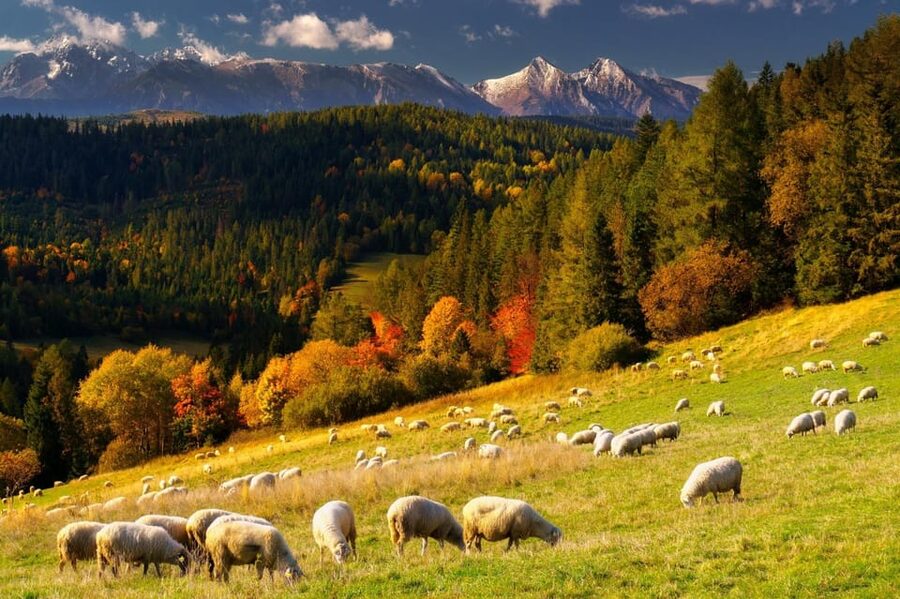 Krakow: Zakopane, Thermal Baths, Cable Car, Vodka, Oscypek - The drive south from Kraków