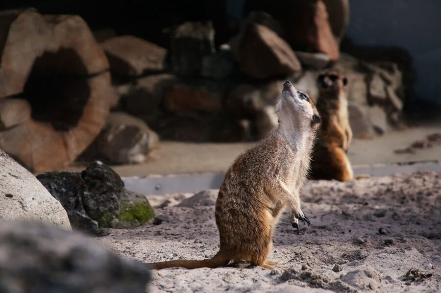 Krakow: Zoo Tour with Private Transport and Tickets - Key points at a glance