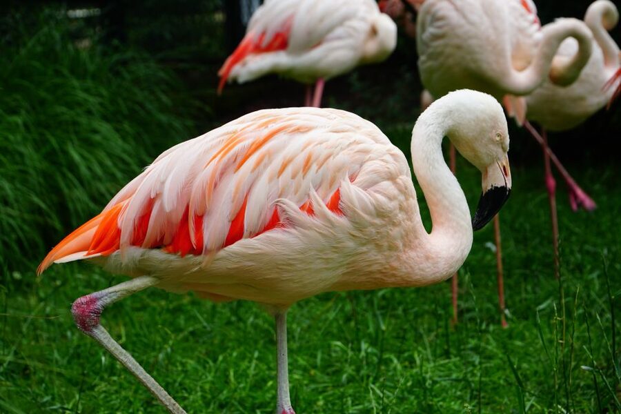 Krakow: Zoo Tour with Private Transport and Tickets - Entering the zoo with skip-the-line tickets