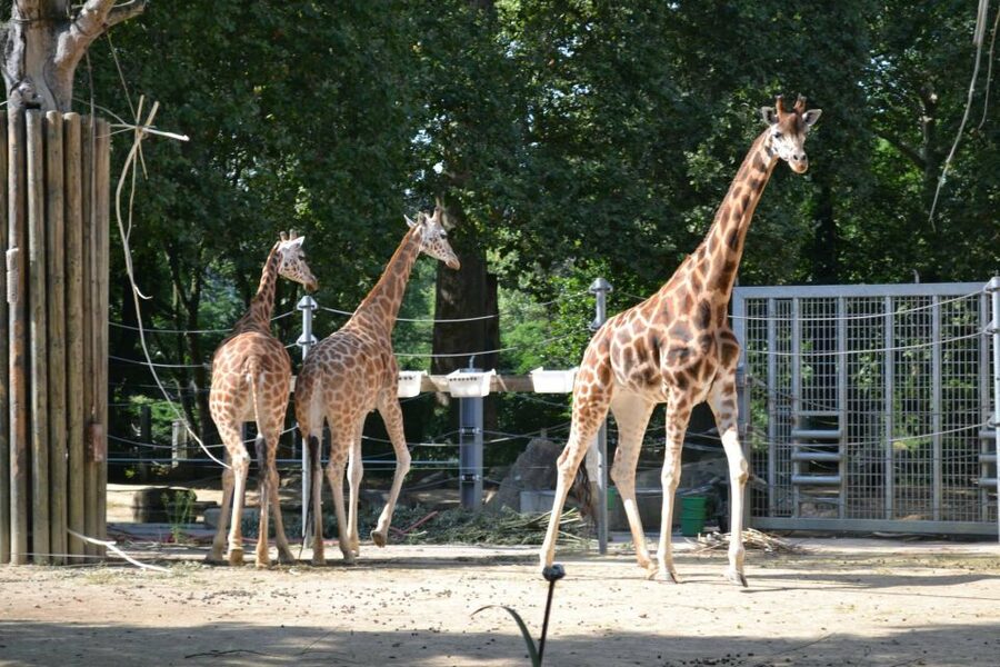 Krakow: Zoo Tour with Private Transport and Tickets - The animals worth planning around