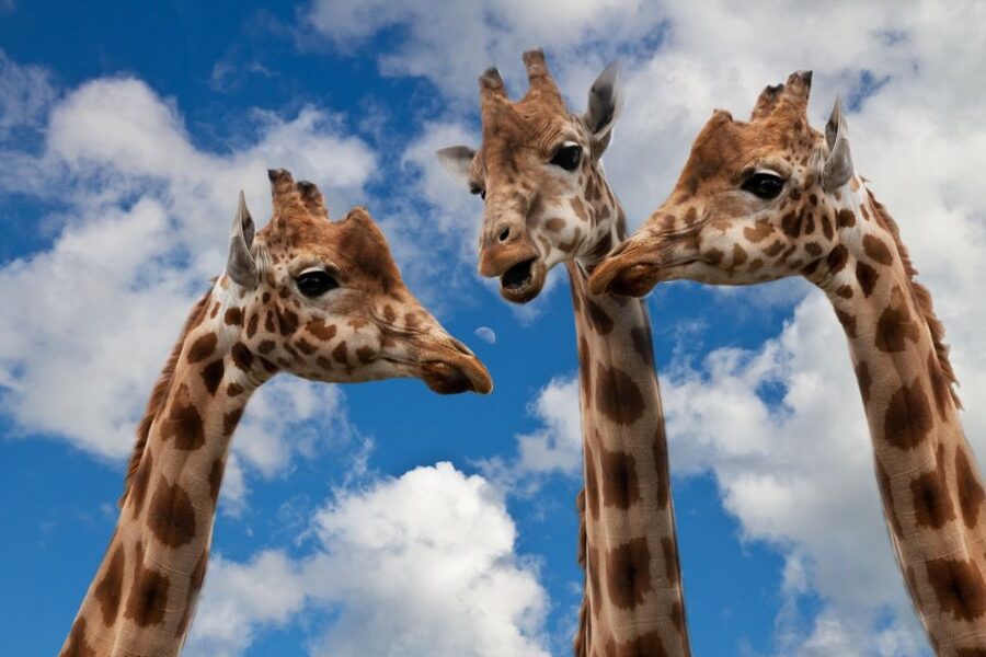 Krakow: Zoo with Hotel Pickup - Entering the zoo and finding your way around