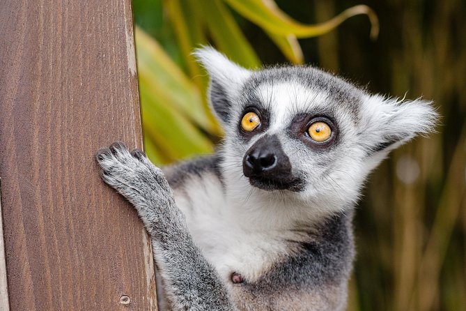 Krakow: Zoo with Hotel Transfer - Why this Krakow Zoo trip works well