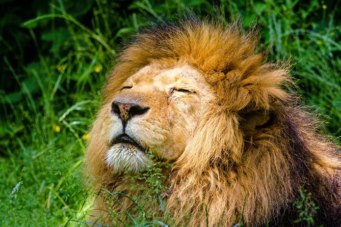 Krakow: Zoo with Hotel Transfer - Entering Krakow Zoo with your ticket ready