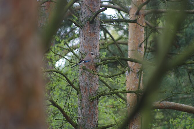 Nature Walk and Wildlife Tour in Sobieszewo Island - What the guide adds