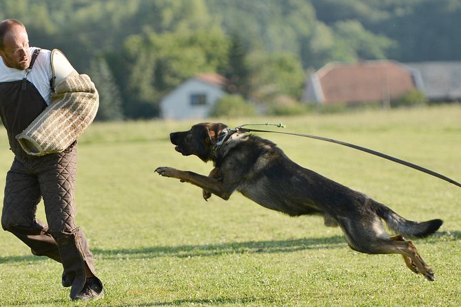 stag dog chase Krakow prank - Key points at a glance