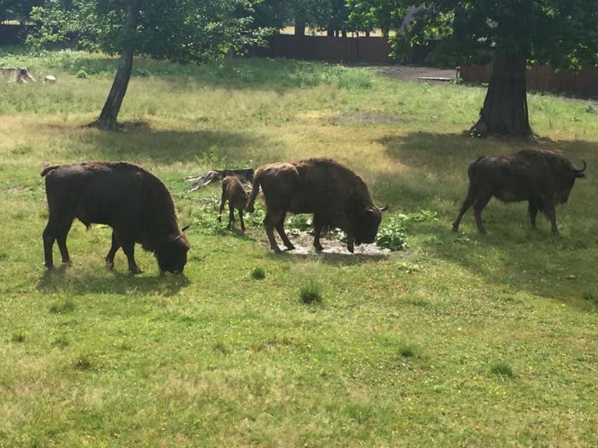 Warsaw: Bialowieza National Park and European Bison Tour - Why Białowieza is worth the long ride from Warsaw