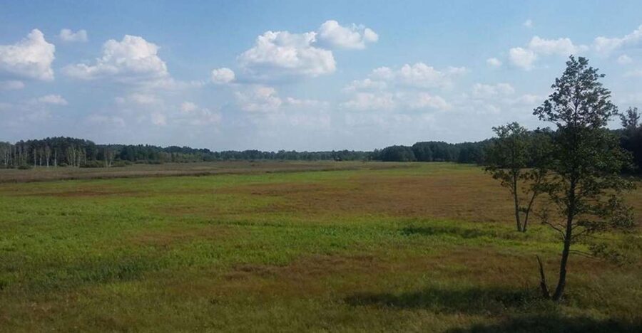Warsaw: Bialowieza National Park and European Bison Tour - Meeting your local guide in Bialowieza Village