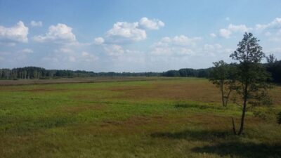 Bialowieza National Park and European Bison Tour