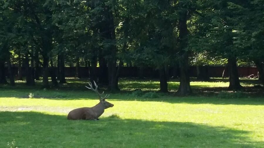 Warsaw: Bialowieza National Park and European Bison Tour - Three hours among old trees