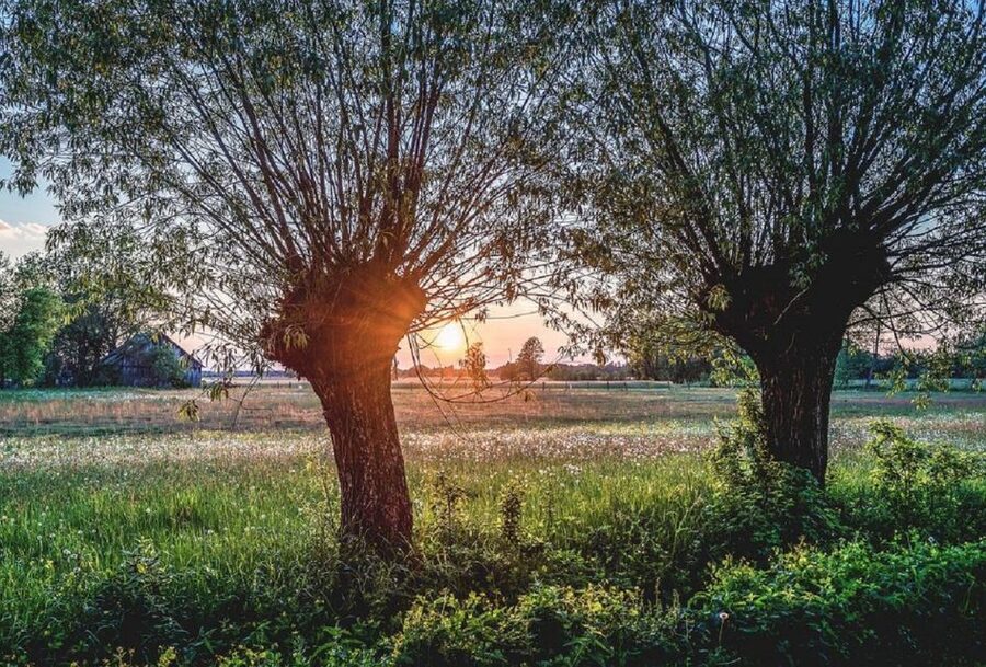Warsaw: Half-Day Private Chopin Tour to Zelazowa Wola - Why Żelazowa Wola gives the tour its heart