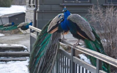 Warsaw Zoo Skip-the-Line Entry Ticket with Private Transport