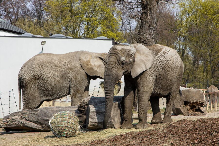 Warsaw Zoo Skip-the-Line Entry Ticket with Private Transport - Is $89 per person a fair price?