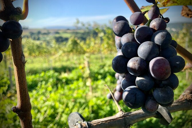 Wieliczka Vineyard: Wine tasting with local snacks - Why This Small Vineyard Visit Works Near Krakow