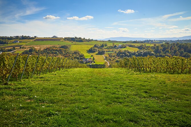 Wieliczka Vineyard: Wine tasting with local snacks - Arriving at Pawlikowice 1a for the 10:00 am Start