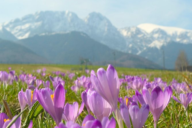 Zakopane and Tatras Mountains Day Tour from Krakow - Krupówki Street: useful free time, plenty of crowds