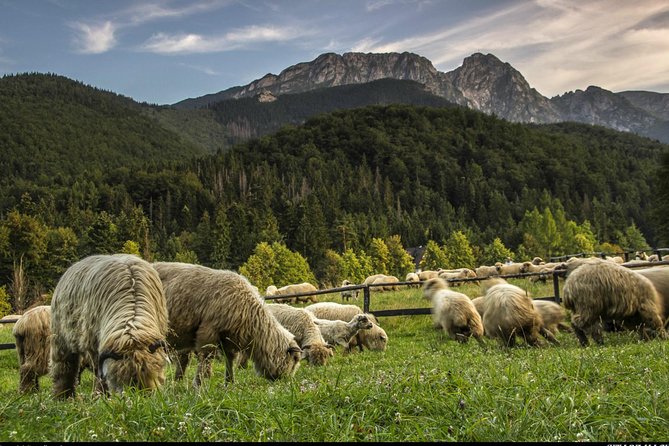 Zakopane & Thermal Springs: Private Tour - Chocholowskie Termy: the relaxing half of the day